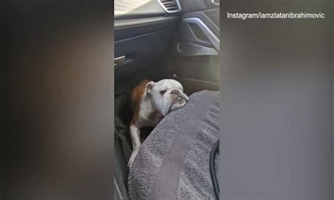 Ibra D Il Buongiorno Con Il Cane Il Video Social