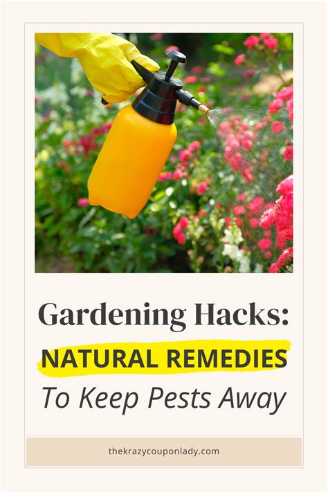 Natural Pest Control Remedies To Keep Your Garden In Check Organic Gardening Pest Control