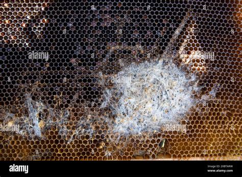 Wax Moth Larvae Are Destroying A Honeycomb Frame In A Beehive Close Up