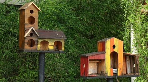 How To Attract Birds To A Nest Box (5 Tips)