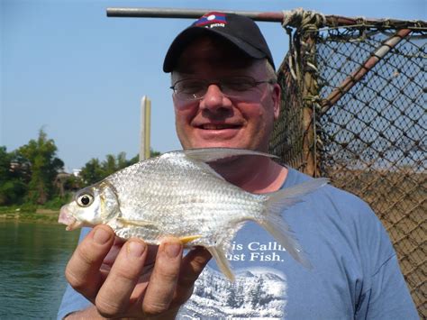 Barb Sicklefin Cast And Blast Roughfish