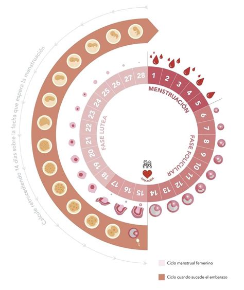 Descubre Cómo Saber Cuándo Ovulas Con Esta Increíble Calculadora De