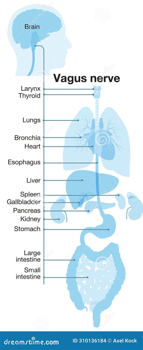 Vagus Nerve Part Of The Parasympathetic Nervous System Medically