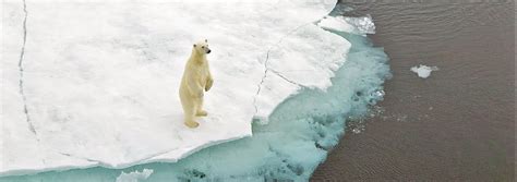 Polar Bears and Climate Change