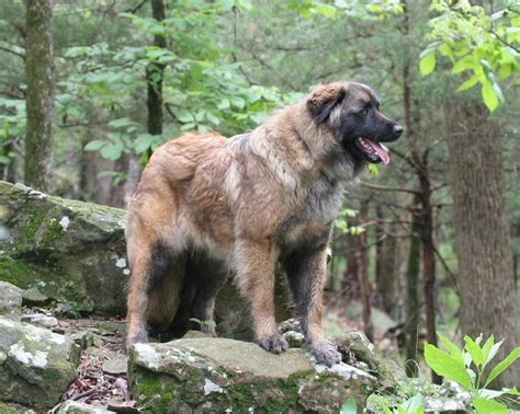 List of Mountain Dog Breeds with Pictures | 101DogBreeds.com