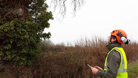 Consulting And Tree Surveying From Acorn Tree Work