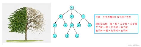 【数据结构与算法】二叉树（上） Csdn博客