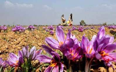 kashmiri saffron gi tag News - Latest kashmiri saffron gi tag News, Breaking kashmiri saffron gi ...