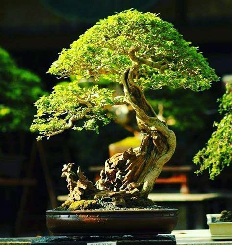 Mame Bonsai Bonsai Tree Ficus Permaculture Cascading Bonsai