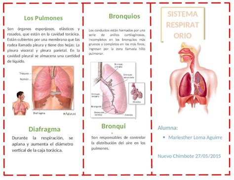 Docx Triptico Del Sistema Respiratorio Dokumen Tips Sexiz Pix