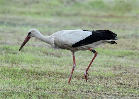 White Stork By W Schulenburg Birdguides