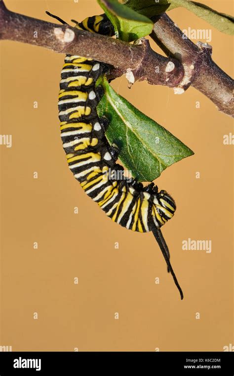 Caterpillar of the Monarch butterfly, Changing from caterpillar to chrysalis, Asclepia ...