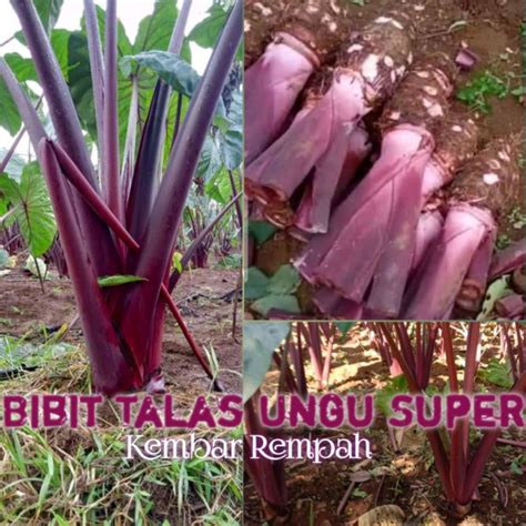 Jual Bibit Talas Ungu Atau Talas Lompong Original Shopee Indonesia