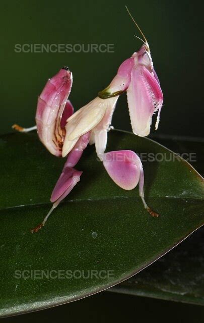 Photograph | Orchid mantis | Science Source Images