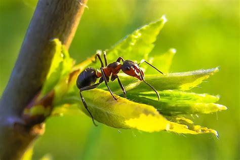 Signs Of Carpenter Ants In Your Home Eco Serve Pest Services