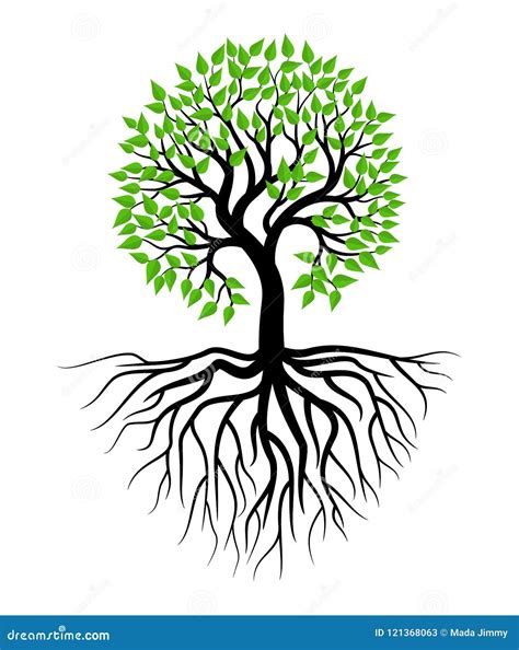 Tree And Root Illustration Vector Stock Image Illustration Of Leaf