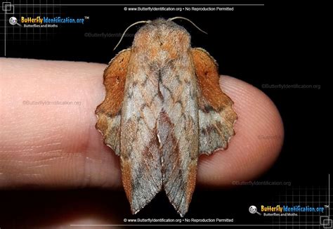 American Lappet Moth