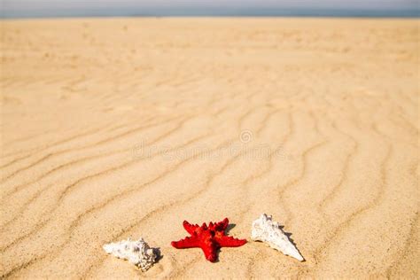 Estrella De Mar En Una Playa Arenosa Imagen De Archivo Imagen De