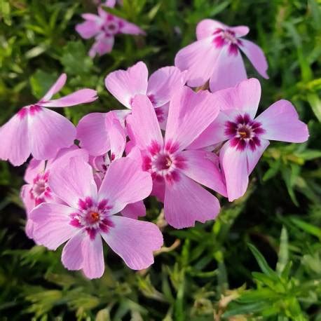 Floks Szydlasty Spring Lilac Phlox Subulata Albamar