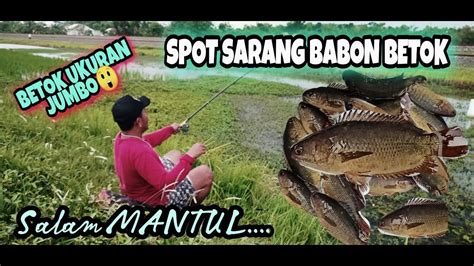 Mancing Hasilnya Lumayan Ikan Betok Jumbo Jumbo YouTube