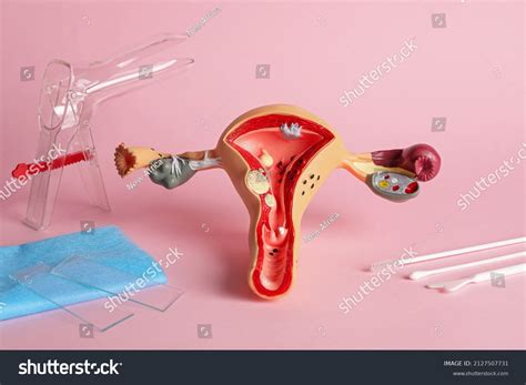 Gynecological Examination Kit Anatomical Uterus Model Stock Photo