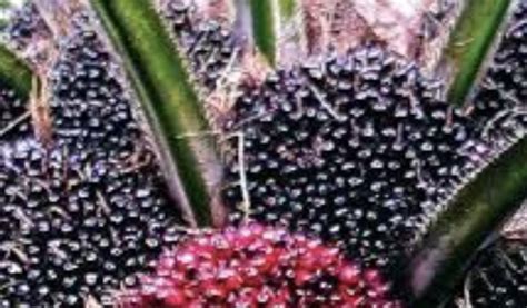 Tips Terbaru Memelihara Tanaman Kelapa Sawit Agar Buah Lebat Dan Berat