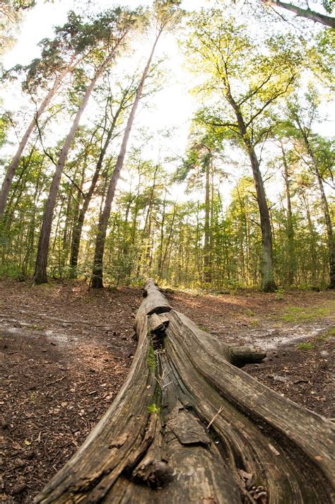 Árboles Bosque Naturaleza Foto Gratis En Pixabay Pixabay