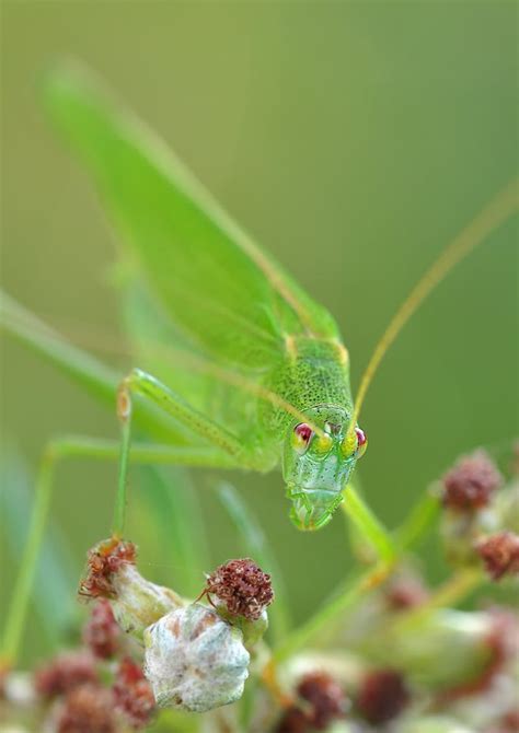 Green Grasshopper · Free Stock Photo