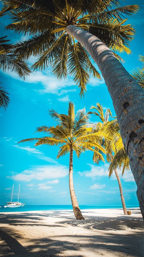 1080p Free Download Palm Trees Beach Sea Boat Blue Sky Sunny