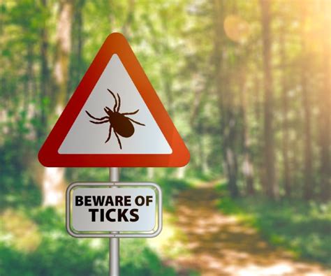 Early Signs Of Lyme Disease Recognizing The Symptoms