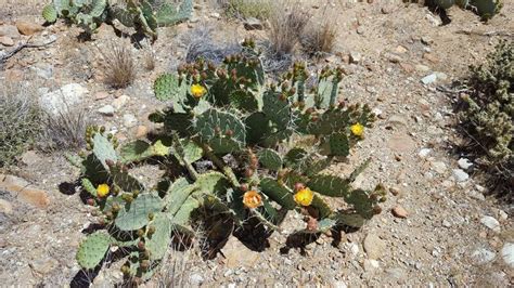 Plantfiles Pictures Opuntia Species Mojave Prickly Pear Tulip