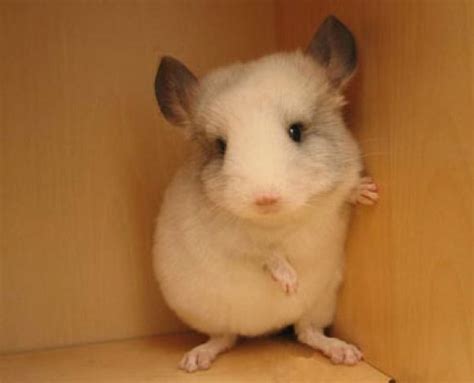 Fuck Yeah Chinchillas Artofit