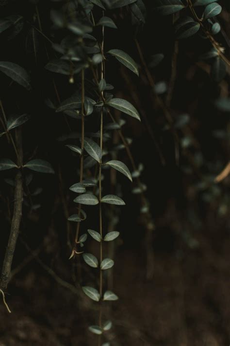 dark background      dark background stock