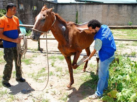 G1 Defesa Civil Resgata Cavalo Sinais De Maus Tratos Em Mesquita