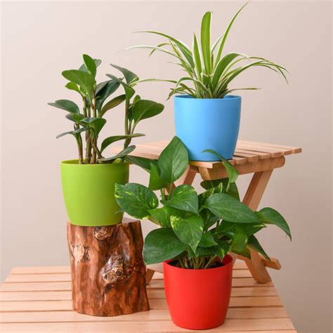 Table Top Office Desk Plants For Removing Indoor Toxins Tree Pot