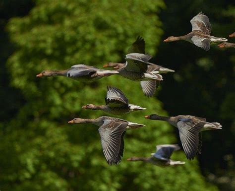 IDNR Announces 2021 Schedule Of Waterfowl Blind Site Drawings