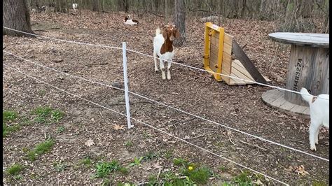 Easy Electric Fencing Solutions For Goats Youtube