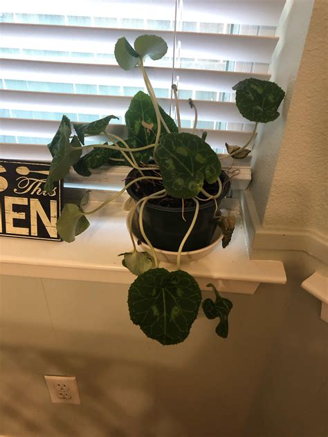 Could I Propagate This Plant If So How R Houseplants