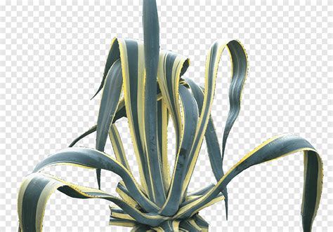 Centuryplant Agave Angustifolia Planta Rbol Madre Suculentas De