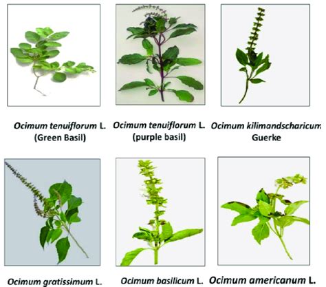 morphological variations    species  ocimum
