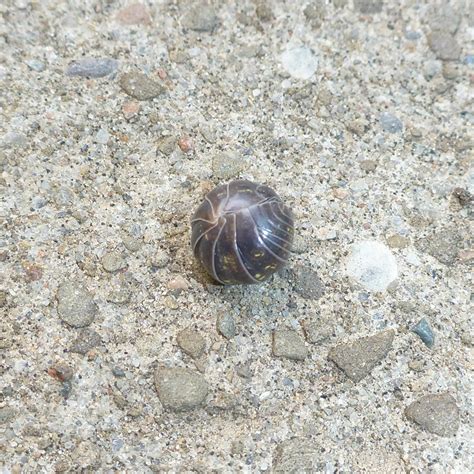 Crawling Pests Gallery # 1 - Beetles, Sow Bugs, Centipedes.