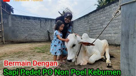 Sapi Pedet PO Non Poel Super Jinak Jarang Terjadi Bisa Diajak