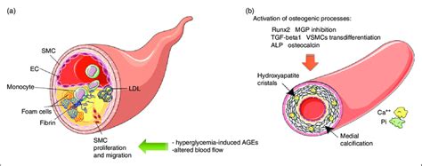 Schematic Depiction Of The Major Differences Between The Effects Of