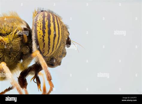 Closeup of magnified yellow striped eyes on head of exotic fly Stock ...