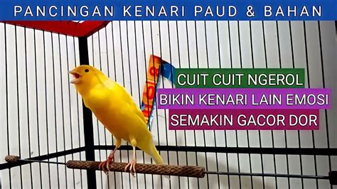 Suara Burung Kenari Gacor CUIT CUIT NGEROL Untuk Pancingan Kenari Biar