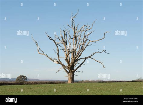 Dead Oak Tree Hi Res Stock Photography And Images Alamy