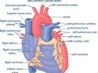 anat ideas subclavian artery carotid artery cardiovascular system