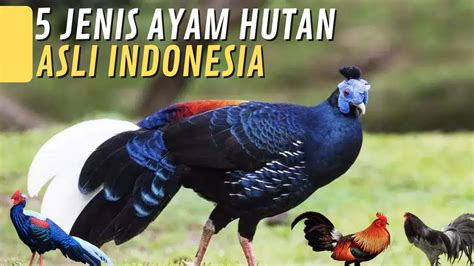 jenis ayam hutan asli indonesia terancam punah youtube