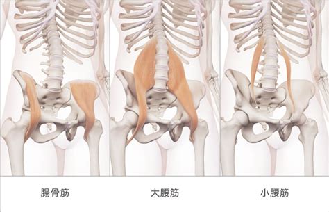 Kushimoto 1205 2 腸腰筋とは「腸骨筋・大腰筋・小腰筋」の総称である ヨガジェネレーション Yogageneration