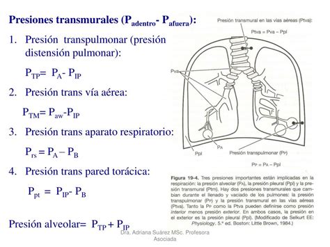 PPT Mecánica de la ventilación PowerPoint Presentation free download